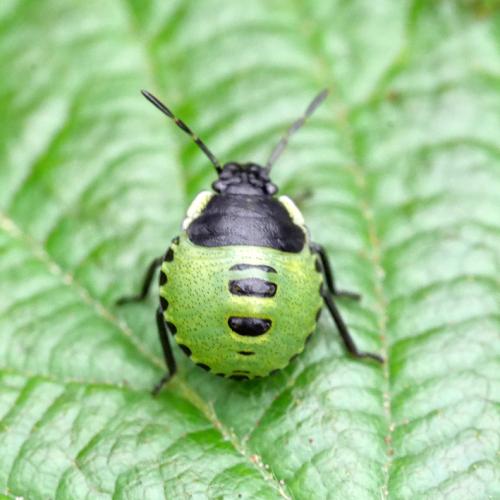 Palomena sp.